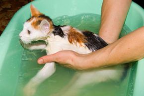 A nice moisturizing bath may be just the thing to get rid of dandruff...if your cat will tolerate it. See more cat pictures.
