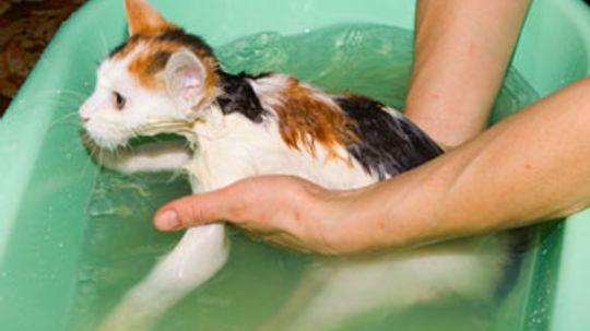 can dandruff cause hair loss in cats