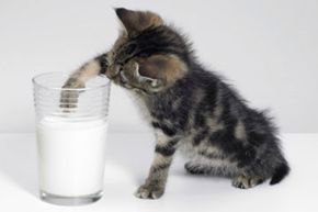 Home Remedies For Cats With Diarrhea Howstuffworks