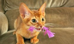 abyssinian kitten playing with feather