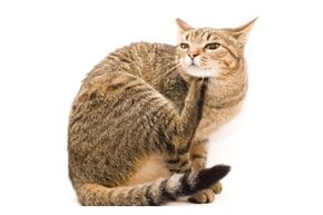 Is your cat scratching more than usual? It might be fleas. See more cat pictures.