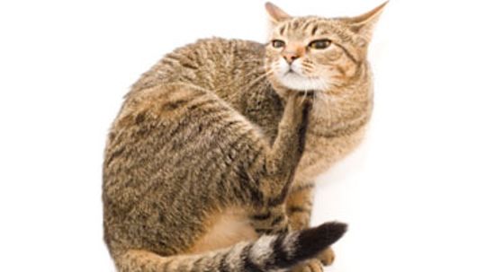 Home Remedies for Cats with Fleas