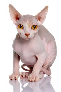 Unless you have a hairless breed, your cat shouldn't look like this. See more cat pictures.