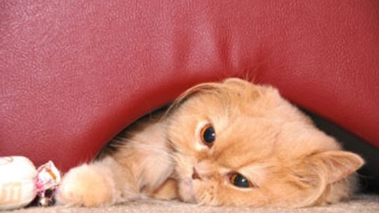 Home Remedies For Cats With Hairballs Howstuffworks