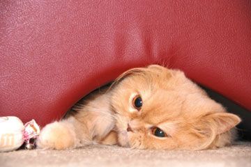 long-haired cat playing with toy