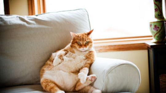 Home Remedies for Overweight Cats