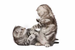 kittens playfighting