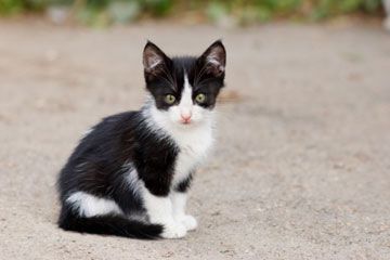 black and white stray kitten