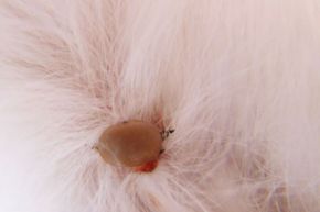 Here's a sight that you never hope to see -- a tick attached to your cat. See more cat pictures.