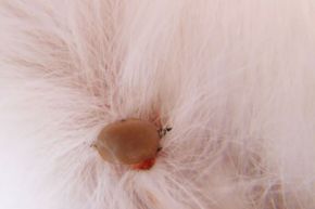 tick on cat fur