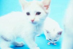 White cats with blue eyes, yellow eyes or one of each are more likely to be born deaf. See more cat pictures.