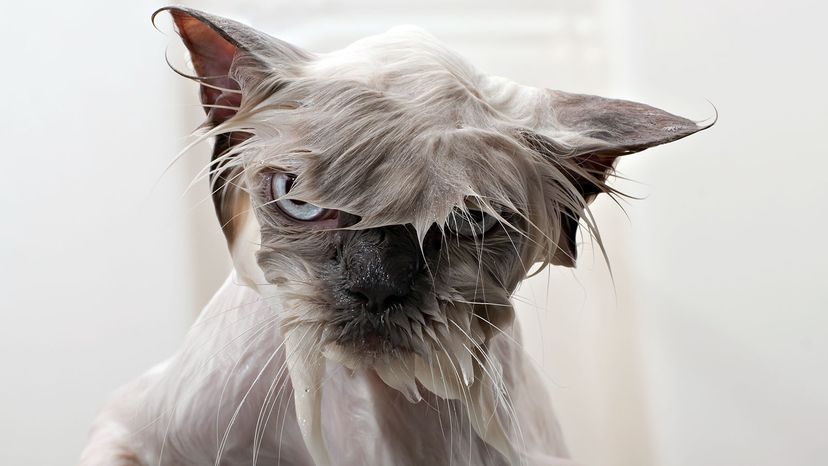 wet cat