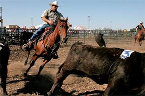 Cattle sorting