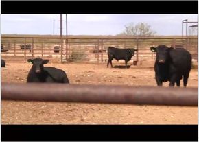 cattle sorting and penning