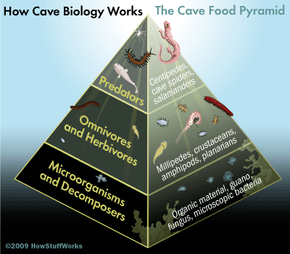 freshwater ecosystem food pyramid