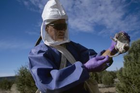 A CDC researcher inspects a deer mouse trapped in a study of the hantavirus in New Mexico. The deer mouse is a carrier of this dangerous virus.