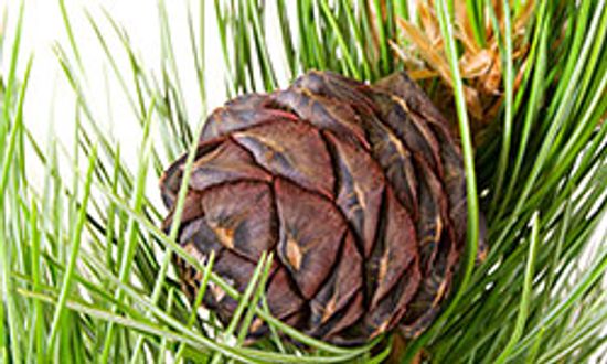 5 Decorative Ways to Scent Your Home with Cedar