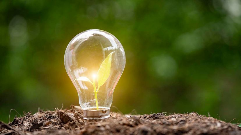 lightbulb with plant