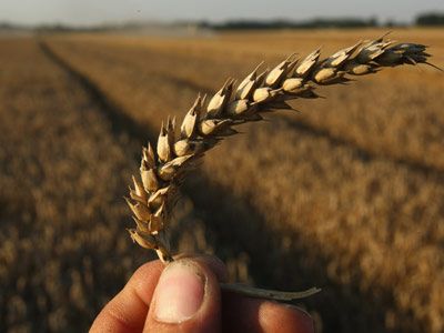 wheat fields and wheat