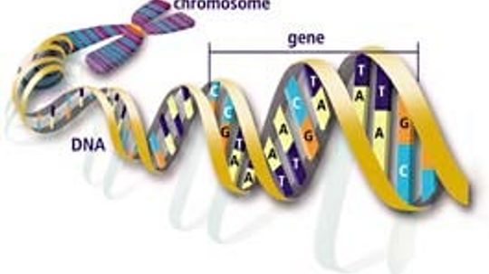 How DNA Evidence Works