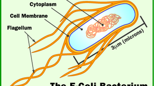 How Gene Pools Work