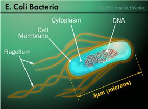 A typical E. coli bacterium is 3 microns long, but its DNA is more than 300 times longer. So, the DNA is tightly coiled and twisted to fit inside.