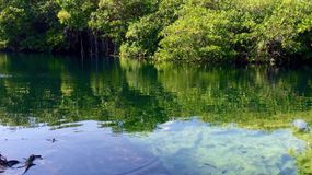 cenote esqueleto (tulum,mexico)