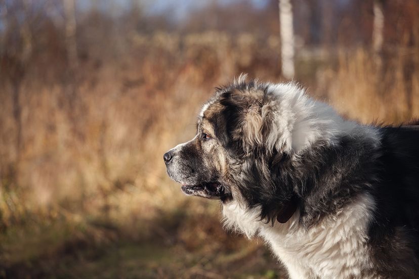 Caucasian Shepherd Dog