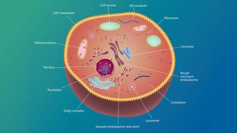 Centrioles	