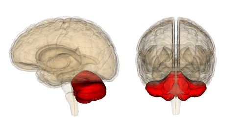 The Cerebellum Is the Body's Little Brain - Vimarsana News