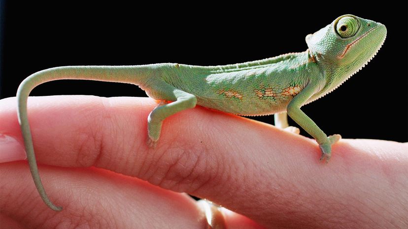 one-month-old veiled chameleon