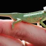 How Do Chameleons Change Color? And Why?
