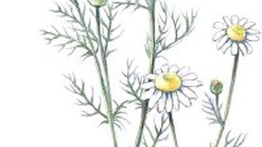 Chamomile: Herbal Remedies