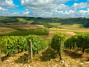 French vineyard with dramatic sky.