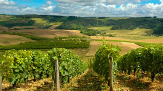 Ultimate Guide to the Champagne Wine Region