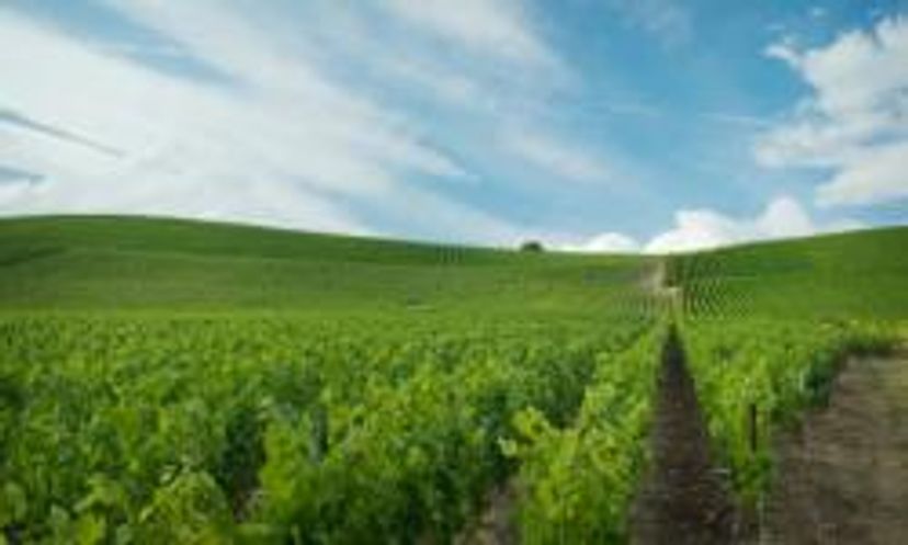 香槟葡萄酒产区测验”width=