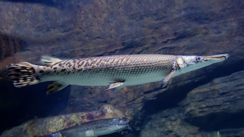 A Longnose gar fish swims past rocks