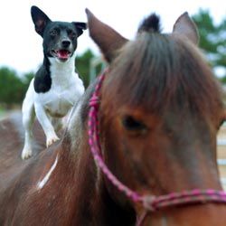 dog on horse's back