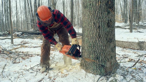 Lumberjack using chainsaw to fall a tree
