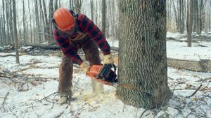 Lumberjack using chainsaw to fall a tree