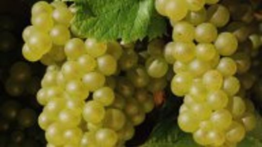 霞多丽葡萄＂width=