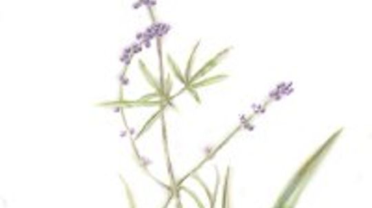 Chaste Tree: Herbal Remedies