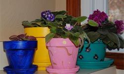 Small flower pots by the window