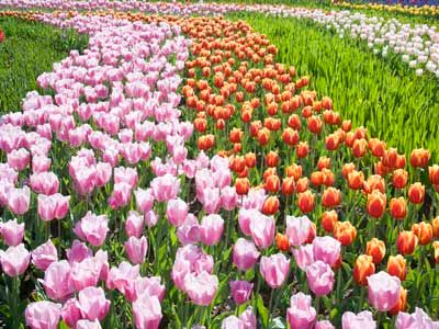 field of tulips