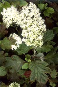 oakleaf hydrangea