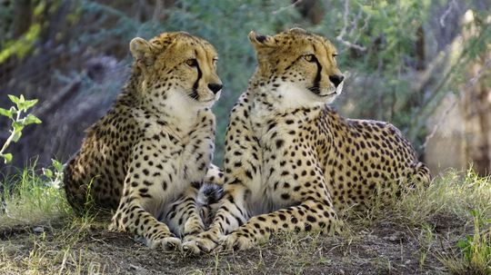 Cheetahs：可以完全通过州际的大猫“border=