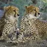 The Cheetah Is a Rare Daytime Hunter Among Big Cats