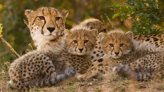 Are cheetahs clones of each other?