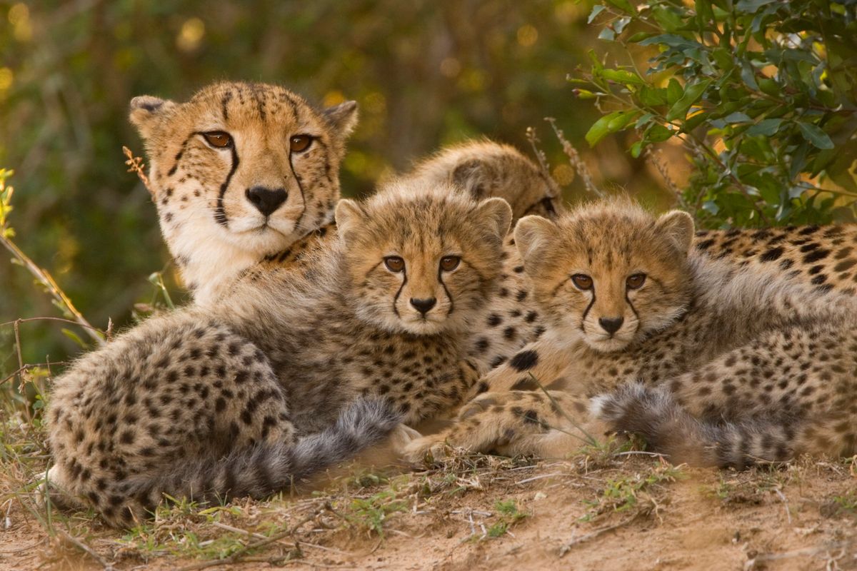 Are cheetahs clones of each other? | HowStuffWorks
