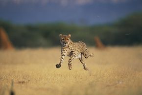 baby cheetah running fast